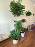 植季幸福樹盆栽植物辦公室內(nèi)好養(yǎng)盆景凈化空氣吸甲醛大型綠植客廳擺放 三層幸福樹1.5-1.7m編織籃 曬單實(shí)拍圖