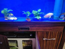寵也魚缸過(guò)濾材料細(xì)菌屋大號(hào)水族箱周轉(zhuǎn)箱過(guò)濾箱濾材硝化細(xì)菌屋 大號(hào)奈米多邊10根【破損包賠】 曬單實(shí)拍圖