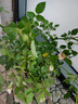 曼杉園切花月季苗心之水滴白色玫瑰花盆栽多季開(kāi)大花濃香型耐熱植物 心之水滴/中30厘米高2-3分叉 不含盆 曬單實(shí)拍圖