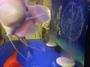 老漁匠魚(yú)缸氧氣泵增氧泵養魚(yú)家用充氧泵小型氧氣泵水族箱充氧器制氧機 【全新升級大氣量】5W+納米氣盤(pán)套裝 曬單實(shí)拍圖
