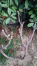 嫣藍果樹(shù)苗葡萄苗夏黑葡萄樹(shù)苗盆地栽種植苗夏黑2厘米粗1棵源頭直發(fā) 曬單實(shí)拍圖