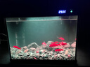 森森金麟超白智能魚(yú)缸小型桌面免換水生態(tài)魚(yú)缸一體缸自循環(huán) 【森森金麟】380 純黑尊享版標配 曬單實(shí)拍圖