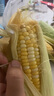 張小壯 水果玉米 現(xiàn)摘新鮮 云南甜玉米 新鮮玉米棒 可生吃新鮮蔬菜 嚴(yán)選4.5-5斤約5-7個(gè) 4.5斤 曬單實(shí)拍圖