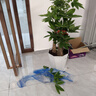 臨雅步步高發(fā)財樹(shù)三桿原生客廳大盆栽大型綠植喬遷新居辦公室開(kāi)業(yè)送禮 三桿步步高1.3-1.4米+鉆石盆 曬單實(shí)拍圖