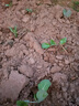 黃心甘藍(lán)苗秧苗大頭菜苗包菜苗子菜園庭院露天春秋季種植蔬菜苗籽 黃心甘藍(lán)苗20棵 苗場(chǎng)直發(fā) 曬單實(shí)拍圖