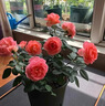 京悠雨玫瑰花樹(shù)苗老樁月季花苗灌木大花盆栽室內外四季開(kāi)特大花濃香老根 混色三顆【粉天方*赤玉*節日禮花】 裸根不帶土 曬單實(shí)拍圖