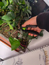 JCZS德國精工藝園剪刀剪樹枝專用剪刀修枝剪果樹剪花園林園藝剪子 【黑色金剛】第6代SK5鋼精磨刀刃 曬單實拍圖