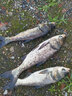 釣魚王韌戰(zhàn)鰱鳙湖庫浮漂主攻大物漂加粗醒目納米魚漂遠(yuǎn)投超長行程浮標(biāo)  LY01-3#【專攻鰱鳙大物】 曬單實(shí)拍圖