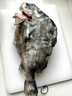 順豐3斤左右海參斑魚海鮮海參魚生深海魚無污染肉質(zhì)像海參 1條裝【2.2-2.6斤去內(nèi)臟】 曬單實(shí)拍圖
