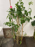 寶御安龍沙寶石爬墻藤本月季薔薇特大花苗濃香四季開(kāi)花庭院別墅陽(yáng)臺植物 粉色龍沙寶石 母本大苗 不含盆 曬單實(shí)拍圖