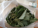 四川新鮮藿香葉魚香葉 露天現(xiàn)摘魚香菜藿香苗草 泡茶做菜霍香葉子 綠色 藿香純?nèi)~子+嫩尖100g 曬單實(shí)拍圖