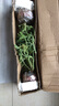 驅(qū)蚊蟲植物 驅(qū)蚊草 室內(nèi)防蚊香草綠植花卉香葉天竺葵 懶人盆栽花卉 大盆驅(qū)蚊草 不含盆 曬單實拍圖