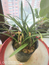 翁源蘭花建蘭富山奇蝶夏帶花苞濃香室內(nèi)四季蘭花卉盆栽開多瓣奇花 富山奇蝶6苗【特壯苗】簡易盆土 曬單實(shí)拍圖