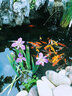 大拇指錦鯉魚(yú)飼料觀(guān)賞魚(yú)食金魚(yú)糧顆粒通用型不渾水高蛋白 中粒（適合20-35cm錦鯉） 2.5KG上浮 曬單實(shí)拍圖