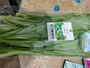 密農人家新鮮油麥菜 農家自種青菜 現摘現發(fā)小青菜 新鮮蔬菜 火鍋菜 300g 曬單實(shí)拍圖