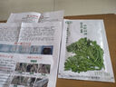 壽禾 小葉茼蒿種子皇帝菜細葉大葉光桿蓬蒿菜菊花壽光冬春季蔬菜萊籽 搶鮮小葉茼蒿種子30g 曬單實(shí)拍圖