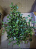 種花迷千葉吊蘭盆栽觀(guān)葉植物面包烘焙糕點(diǎn)裝飾蛋糕點(diǎn)綴垂吊綠植四季常青 小盆千葉吊蘭簡(jiǎn)易盆 含盆 曬單實(shí)拍圖