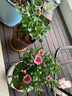 中夢瑪格麗特菊花盆栽四季開花卉植物室內(nèi)花苗帶花綠植陽臺(tái)庭院好養(yǎng)活 瑪格麗特 夢幻粉 曬單實(shí)拍圖