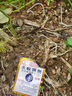 達(dá)豪螞蟻藥強(qiáng)力滅蟻清家用滅蟻粉滅紅黃黑蟻藥殺螞蟻餌劑殺蟲劑 20包裝 曬單實(shí)拍圖