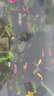 活體寵物剛果電光蘋果鴿子藍(lán)精靈火麒麟美人魚活體 熱帶觀賞淡水燈科魚 剛果美人（4-5CM)2條裝~單價(jià)9.9 曬單實(shí)拍圖