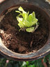 采緹（CAITI）【萬(wàn)人選購】多肉植物帶盆 水晶玉露多肉植物幼兒園盆栽 精品黃金菊一顆 原盆原土 曬單實(shí)拍圖