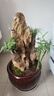 馨音吸水石植物苔蘚卷柏附石菖蒲盆景假山水陸缸雨林造景專(zhuān)用綠植 套餐組合5 不含盆 曬單實(shí)拍圖