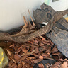 REPTIZOO新派爬寵森林地表樹皮墊材陸龜蜥蜴蛇爬蟲造景除臭保濕墊材用品 樹皮墊材-小顆粒 曬單實(shí)拍圖