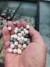 壹方水族濾材25新款哈龍環(huán)球濾材高效培菌過(guò)濾凈水透水性強不粉化魚(yú)缸濾材 一方水族哈龍環(huán)球濾材【三色球】 10KG/袋 一方哈龍環(huán)球濾材 曬單實(shí)拍圖