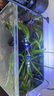 森淵弓斑小河豚觀(guān)賞魚(yú)淡水潛水艇會(huì )生氣的魚(yú)皇冠斑馬狗頭巧克力娃娃魚(yú) 河豚飼料蝦米（2包） 曬單實(shí)拍圖