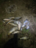 明孚輕口鯽魚(yú)漂高靈敏冬釣大棚浮標競技浮漂小碎目長(cháng)硬尾棗核納米魚(yú)漂 冬釣短款-13目 1號 曬單實(shí)拍圖