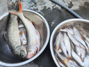 釣魚(yú)王魚(yú)線(xiàn)翹草鳊主線(xiàn)組翹嘴青魚(yú)鳊魚(yú)大物線(xiàn)組成品 10米6.0#(2卷) 曬單實(shí)拍圖
