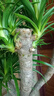 嘆為觀(guān)止大型植物發(fā)財樹(shù)各種大顆盆栽開(kāi)業(yè)喬遷客廳辦公室內好養大型花卉 多頭龍血樹(shù)【1.5-1.7米】 含盆 曬單實(shí)拍圖