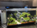 瘋狂水草（FKSC）莫斯水草活體植物魚(yú)缸造景底部前景套餐懶人陰性莫斯樹(shù)沉木水榕 大三角莫斯2片 曬單實(shí)拍圖