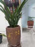 蘭花苗盆栽濃香四季開(kāi)花室內花卉植物大盆栽 大將軍【8棵苗】 不含盆 曬單實(shí)拍圖