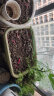 爱丽思花盆塑料花盆特大号树脂种菜蔬菜水果种植盆加厚带排水孔 480 实拍图