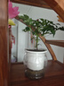 幸福樹(shù)平安樹(shù)綠植花卉小盆栽室內(nèi)客廳辦公室四季常青植物凈化空氣 5A幸福平安樹(shù)一盆多顆原盆+肥料 曬單實(shí)拍圖
