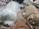 LIV HEART貴賓犬玩偶睡覺(jué)抱枕可愛(ài)狗狗毛絨兒童玩具陪睡公仔抱睡娃娃禮物女 米洛克貴賓犬牛奶白 L號（尺寸見(jiàn)詳情） 曬單實(shí)拍圖