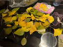 森邂禮干花書(shū)簽手工diy材料瓶子里的春天收集冊透明樹(shù)葉標本塑封膜粘貼畫(huà)玻璃制作教學(xué)標本收集秋天 許愿瓶書(shū)簽20張（不含干花） 曬單實(shí)拍圖