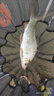 民間藝人大師斑點(diǎn)線組臺釣釣魚線套裝全套臺釣綁好成品大物主線組漁具用品 4隱水大師線組 4.5米 1.5號(三個(gè)裝) 曬單實(shí)拍圖