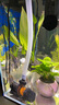 FISH MUSI日本魚缸變頻水泵水族箱潛水泵底吸過濾魚池循環(huán)泵水陸兩用抽水泵 酷魚二代3000DC變頻水泵 曬單實拍圖