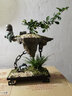 自然空間福建茶盆景天空之城小號(hào)飄枝藝術(shù)辦公室盆栽+靜思+馬 源頭直發(fā) 曬單實(shí)拍圖
