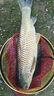 川澤控魚(yú)鉗綁鉤鉗子加長(cháng)多功能帶稱(chēng)解鉤路亞鉗裝備釣魚(yú)配件提魚(yú)器防丟多功能控魚(yú)器(帶稱(chēng))帶防丟繩 曬單實(shí)拍圖
