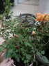 意轩迷你微型月季钻石玫瑰花卉植物欧洲月季盆栽绿植四季开花 粉红色原装盆带土栽好发货 实拍图