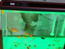 森森（SUNSUN）超白魚(yú)缸小型桌面生態(tài)免換水金魚(yú)缸家用水族箱 黑色480(長(cháng)48寬30高40.5cm) 曬單實(shí)拍圖