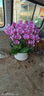芙洛拉花園【2小時(shí)達】紫色蝴蝶蘭盆栽室內花苞送禮高檔蘭花開(kāi)業(yè)喬遷 10株紫色（瓷盆隨機） 曬單實(shí)拍圖