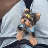 祥記萌奇上海高端繁育基地純種約克夏幼犬小體茶杯犬寵物狗狗活體金頭銀背 寵物級 聯(lián)系客服選寵 曬單實(shí)拍圖