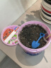 九月生康乃馨种子小盆栽DIY趣味儿童种植花卉绿植幼儿园儿童开学季礼物 实拍图