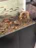 玉弘杰超白玻璃溪流缸客廳中大型魚(yú)缸家用水草缸底濾免換水生態(tài)水族箱 爵士黑+內置背包 80*45*126cm 曬單實(shí)拍圖