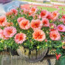 昂景重瓣太陽(yáng)花花種子適合四季種的花種子室內(nèi)花籽花卉易活太陽(yáng)花種籽 混色太陽(yáng)花重瓣【1千粒】 曬單實(shí)拍圖