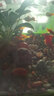 采緹（CAITI）紅劍魚(yú) 發(fā)財(cái)魚(yú) 胎生魚(yú) 熱帶魚(yú) 紅箭魚(yú) 直接生小魚(yú)好養(yǎng) 小紅劍20條(3-4cm) 曬單實(shí)拍圖